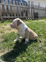 Junior, a male American Bully for sale in Omaha, NE – Photo 4 of 5