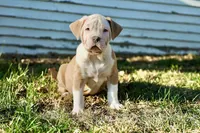 Junior, a male American Bully for sale in Omaha, NE – Photo 1 of 5