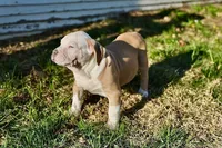 Junior, a male American Bully for sale in Omaha, NE – Photo 2 of 5
