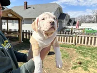 Junior, a male American Bully for sale in Omaha, NE – Photo 3 of 5