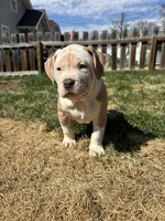 Junior, a male American Bully for sale in Omaha, NE – Photo 5 of 5