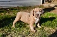 Deuce, a female American Bully for sale in Omaha, NE – Photo 1 of 3