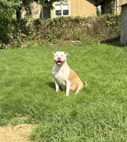Athena, a female American Bully for sale in Omaha, NE – Photo 5 of 6