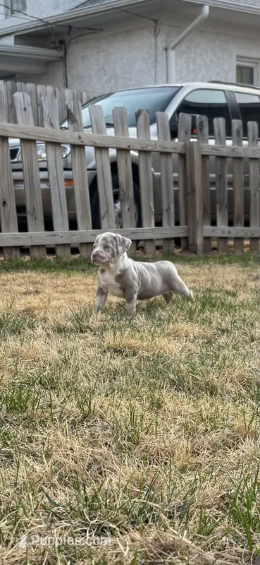 Athena – American Bully puppy for sale in Omaha, NE