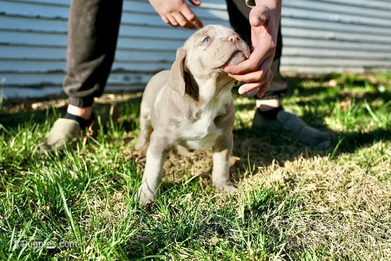 Matilda  – American Bully puppy for sale in Omaha, NE