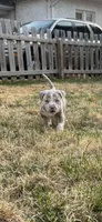 Athena, a female American Bully for sale in Omaha, NE – Photo 3 of 6