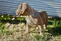 Deuce, a female American Bully for sale in Omaha, NE – Photo 3 of 3