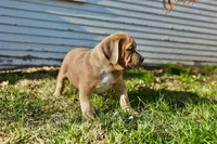 Deuce, a female American Bully for sale in Omaha, NE – Photo 2 of 3