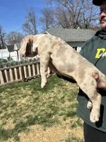Moose, a male American Bully for sale in Omaha, NE – Photo 5 of 7