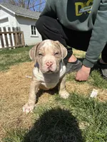 Moose, a male American Bully for sale in Omaha, NE – Photo 6 of 7