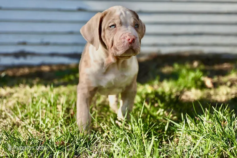 Moose – American Bully puppy for sale in Omaha, NE