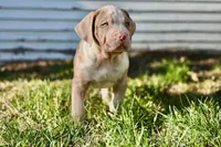 Moose, a male American Bully for sale in Omaha, NE – Photo 1 of 7