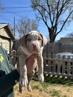 Moose, a male American Bully for sale in Omaha, NE – Photo 4 of 7