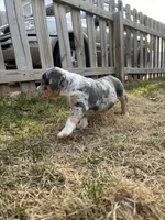 Ruby, a female American Bully for sale in Omaha, NE – Photo 3 of 6