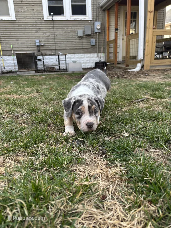 Ruby – American Bully puppy for sale in Omaha, NE