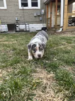 Ruby, a female American Bully for sale in Omaha, NE – Photo 1 of 6