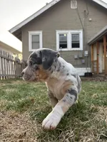 Ruby, a female American Bully for sale in Omaha, NE – Photo 2 of 6