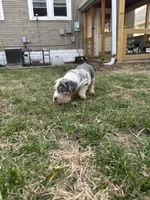 Ruby, a female American Bully for sale in Omaha, NE – Photo 4 of 6