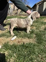 Moose, a male American Bully for sale in Omaha, NE – Photo 6 of 6