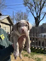 Moose, a male American Bully for sale in Omaha, NE – Photo 4 of 6