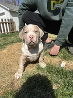 Moose, a male American Bully for sale in Omaha, NE – Photo 5 of 6