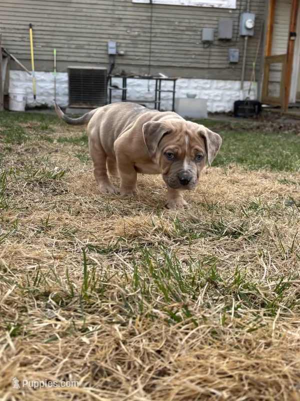 Sage – American Bully puppy for sale in Omaha, NE