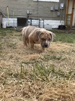 Sage, a female American Bully for sale in Omaha, NE – Photo 1 of 7