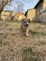 Sage, a female American Bully for sale in Omaha, NE – Photo 2 of 7