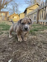 Sage, a female American Bully for sale in Omaha, NE – Photo 3 of 7