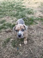 Sage, a female American Bully for sale in Omaha, NE – Photo 4 of 7