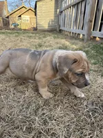 Sage, a female American Bully for sale in Omaha, NE – Photo 5 of 7