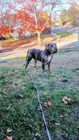 Sage, a female American Bully for sale in Omaha, NE – Photo 6 of 7