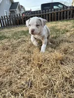 Yuki , a female American Bully for sale in Omaha, NE – Photo 5 of 7