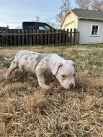 Yuki , a female American Bully for sale in Omaha, NE – Photo 2 of 7