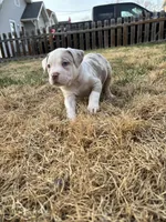 Yuki , a female American Bully for sale in Omaha, NE – Photo 4 of 7