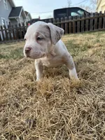 Yuki , a female American Bully for sale in Omaha, NE – Photo 3 of 7