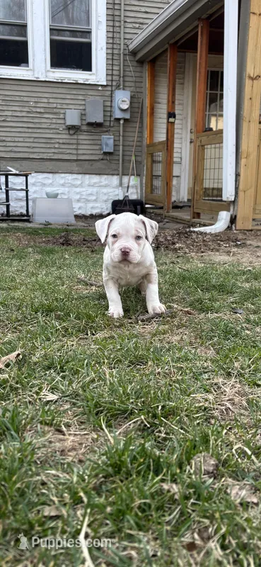 Yuki  – American Bully puppy for sale in Omaha, NE