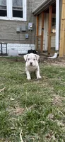 Yuki , a female American Bully for sale in Omaha, NE – Photo 1 of 7