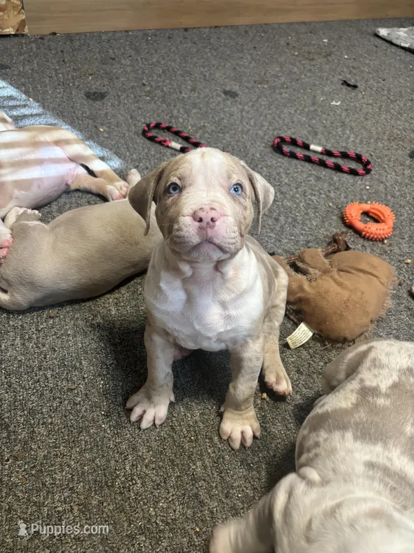 Moose – American Bully puppy for sale in Omaha, NE