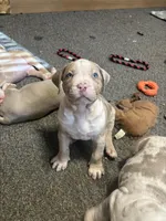 Moose, a male American Bully for sale in Omaha, NE – Photo 1 of 6