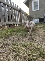 Moose, a male American Bully for sale in Omaha, NE – Photo 4 of 6