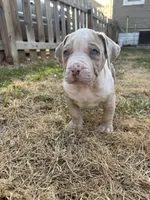 Moose, a male American Bully for sale in Omaha, NE – Photo 2 of 6