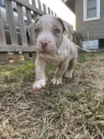 Moose, a male American Bully for sale in Omaha, NE – Photo 3 of 6