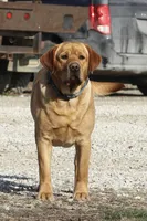 Ellen, a female Labrador Retriever for sale in Ina, IL – 3 of 3