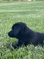 Carla, a female Boxer and Labrador Retriever for sale in Ina, IL – 9 of 10