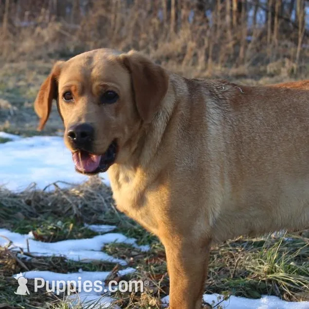 Penny, a female Labrador Retriever for sale in Ina, IL – Photo 1 of 6