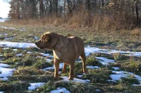 Penny, a female Labrador Retriever for sale in Ina, IL – Photo 4 of 6