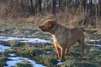 Penny, a female Labrador Retriever for sale in Ina, IL – Photo 2 of 6