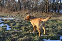 Penny, a female Labrador Retriever for sale in Ina, IL – Photo 3 of 6