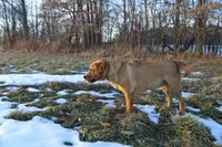Penny, a female Labrador Retriever for sale in Ina, IL – Photo 5 of 6